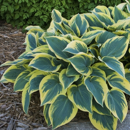 Hosta 'First Frost'